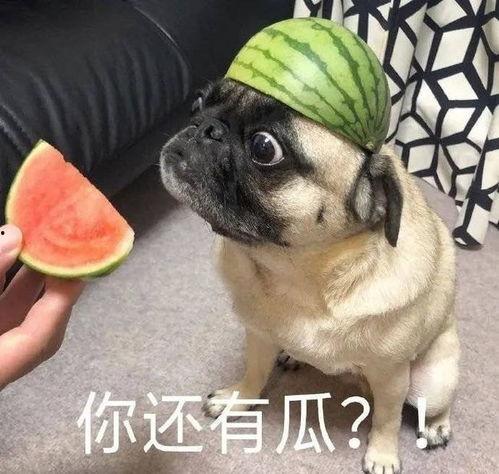 吃瓜爆料图片表情包大全高清,高清趣味瞬间，笑料横生！