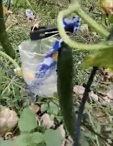 大连爆料吃瓜事件视频最新,吃瓜事件视频揭秘，真相背后引热议