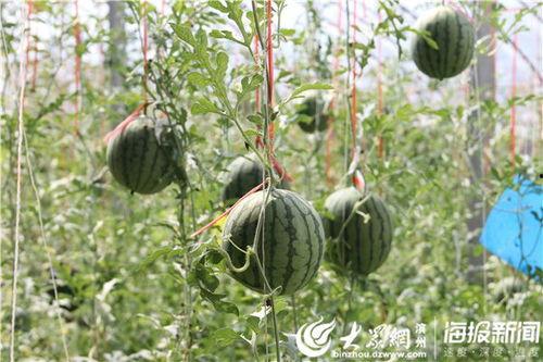 漳浦吃瓜最新事件爆料视频,视频揭秘惊人内幕，真相令人震惊！