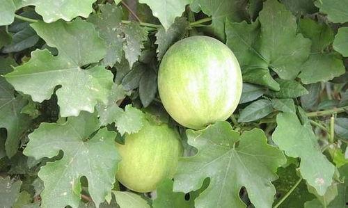 全国各地吃瓜爆料图片,各地特色吃瓜瞬间大盘点