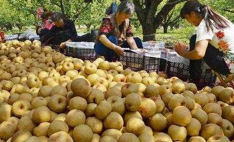 砀山吃瓜最新事件爆料,最新爆料揭示惊人内幕